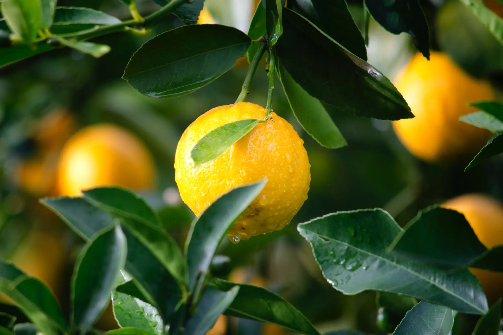 Biologische citroenen voor limoncello
