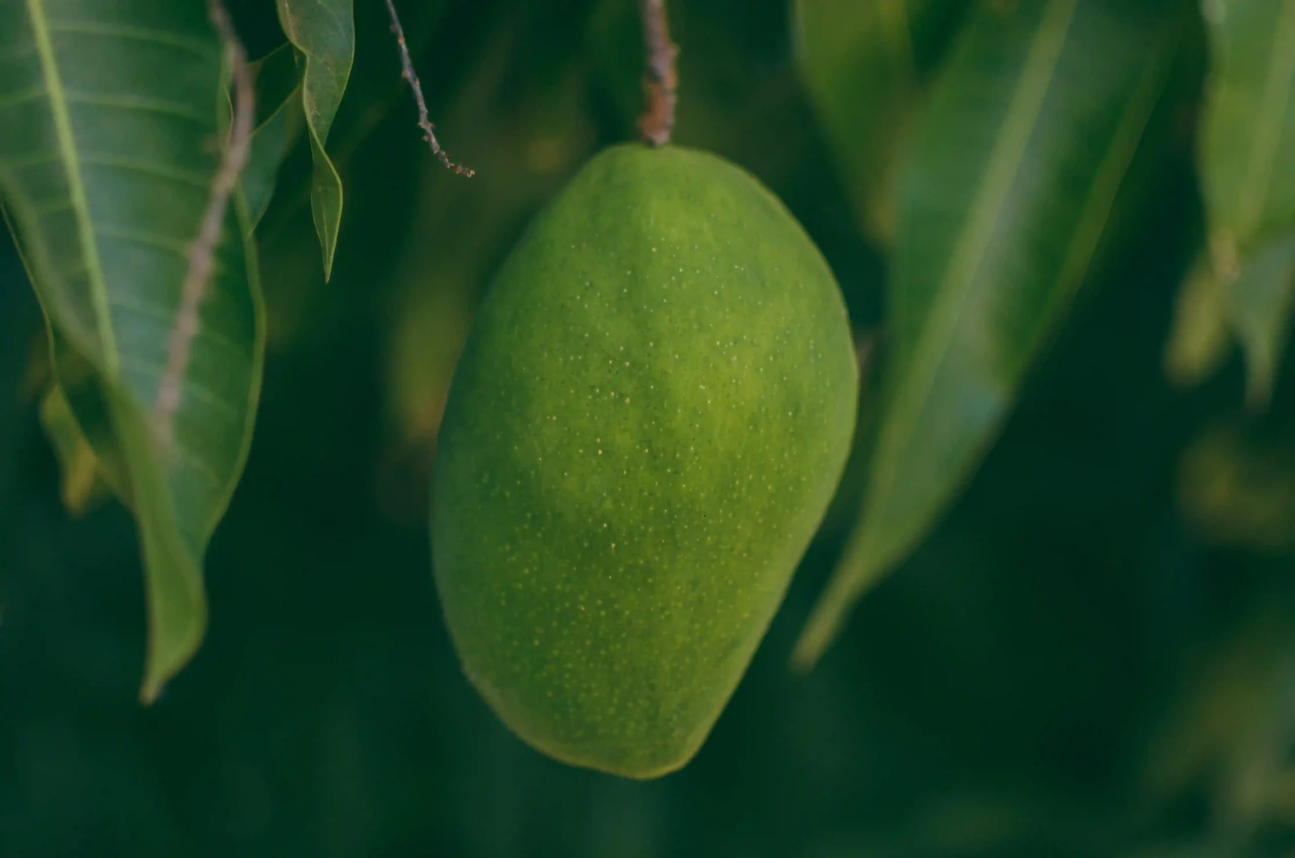 Verse mango voor Mangocello